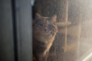 “Permítanme dejar esto en claro