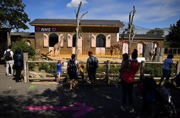 Visitantes observan las jirafas en