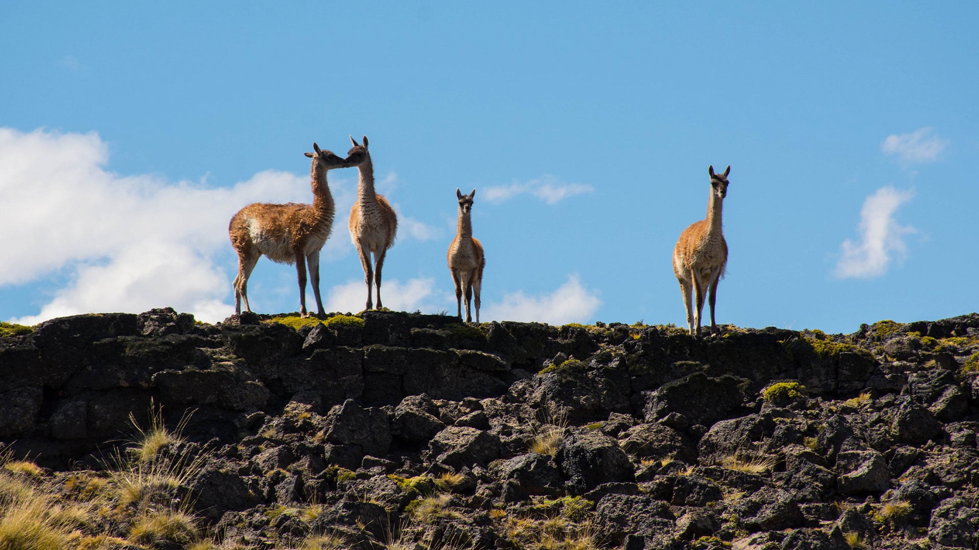 Los guanacos, principal presa del puma, se mueven en grupo bajo la vigilancia de sus centinelas. El felino, en cambio, apuesta a la paciencia y al camuflaje para acercarse sin ser visto (Foto/Archivo)