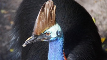 Los casuarios del sur presentan un resplandor azul fluorescente más intenso, mientras que las otras especies muestran variaciones menores bajo luz ultravioleta (Foto: especial)