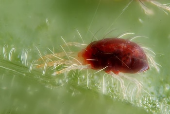 Ácaro conocido como araña roja, 'Tetranychus urticae'. (Gilles San Martín/Wikimedia Commons)