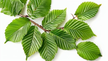 Este árbol considerado medicinal crece