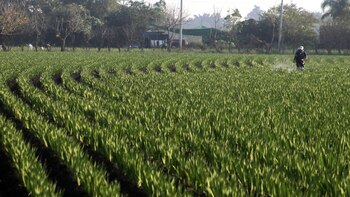 Los cinco plaguicidas más usados