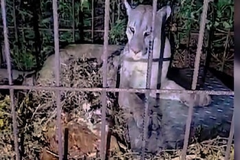 El puma será reinsertado a