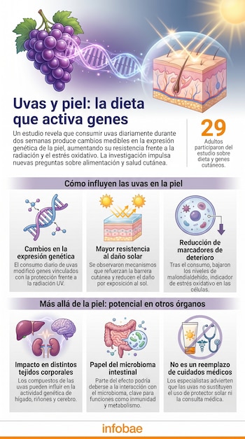 Infografía ilustra uvas conectadas a una cadena de ADN y una sección de piel, mostrando cómo la dieta influye en la expresión genética y protección cutánea.
