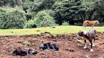 En el lugar resguardan a