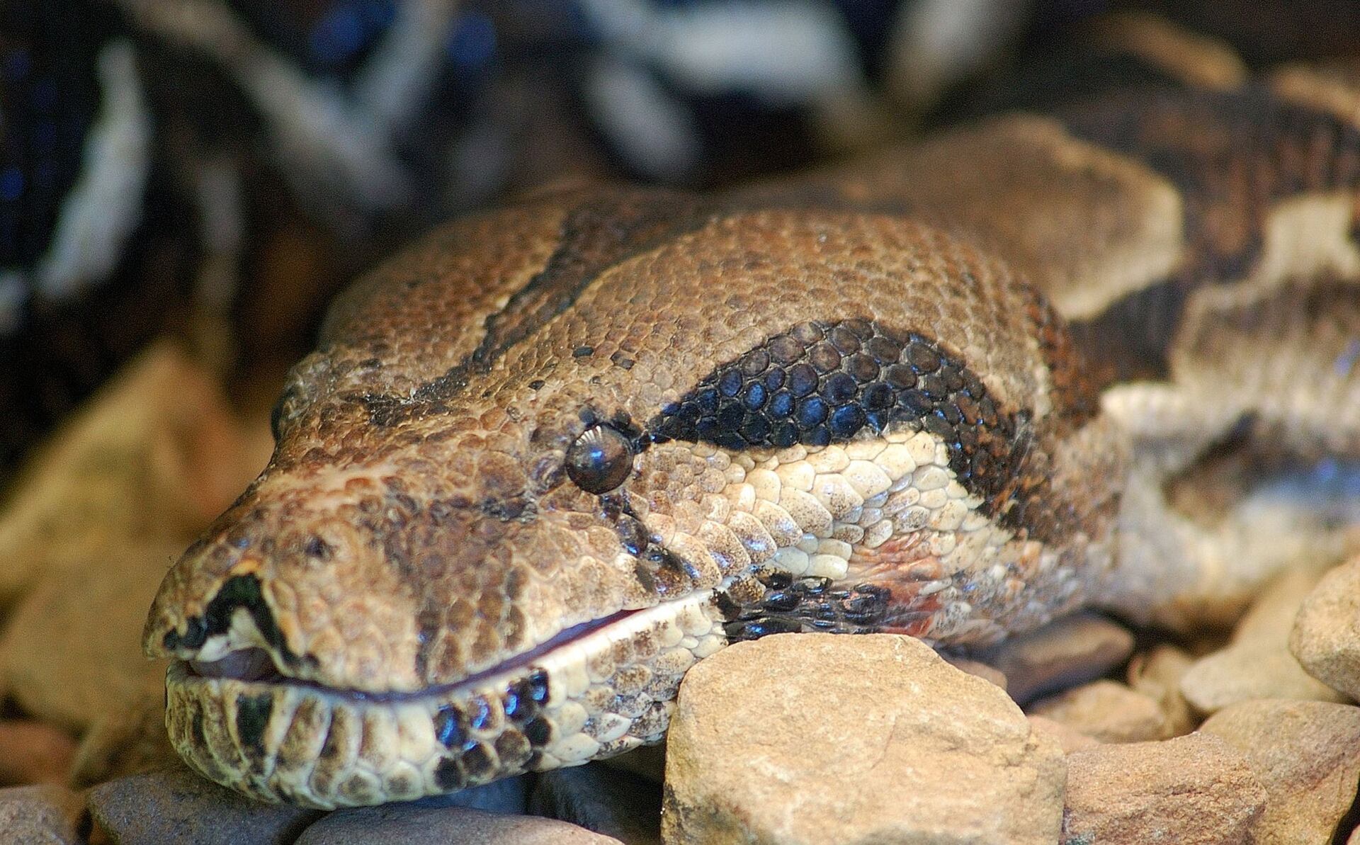 ¿Cuál es la diferencia entre una serpiente boa y un pitón?: Características y forma de reproducción