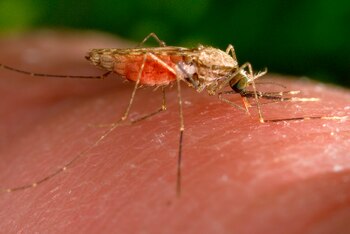 Malaria en el país continúa
