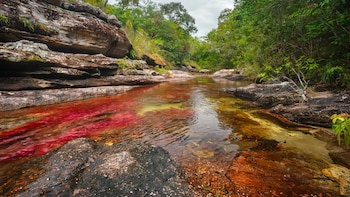 Caño Cristales, en Colombia, cambia de color por la planta Macarenia clavigera y mantiene el acceso turístico regulado para proteger el ecosistema (Wikimedia Commons)