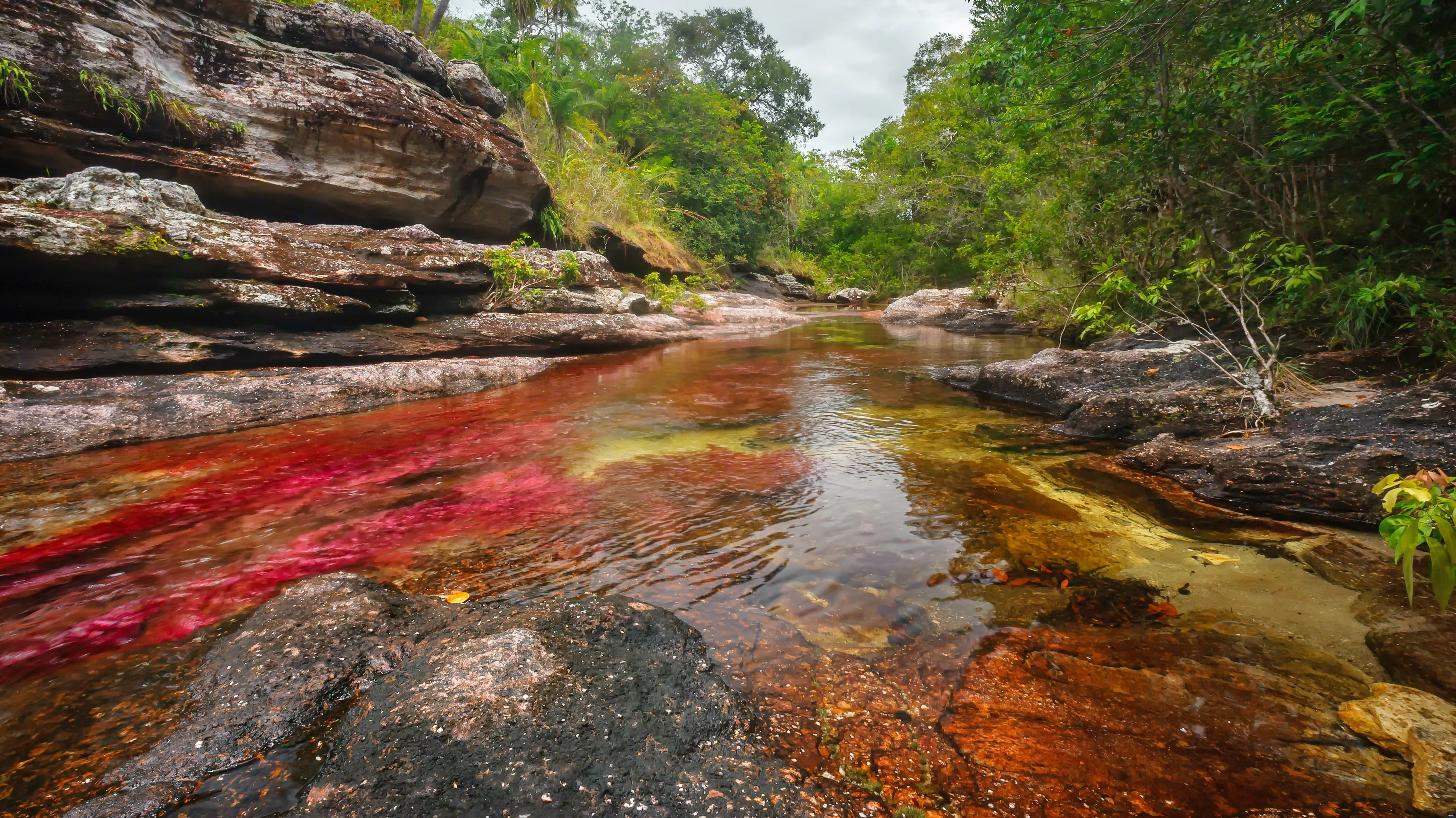 Caño Cristales, en Colombia, cambia de color por la planta Macarenia clavigera y mantiene el acceso turístico regulado para proteger el ecosistema (Wikimedia Commons)
