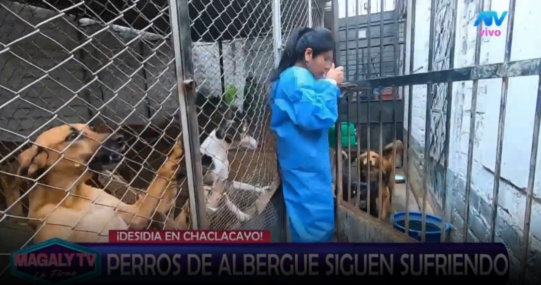 Magaly Medina pide ayuda para animales de albergue y ASPPA llega con alimentos y medicamentos. Captura: Magaly TV La Firme.