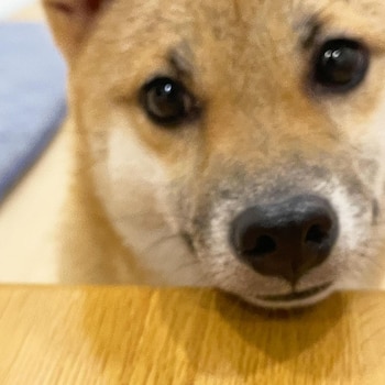 Miles de personas celebraron la