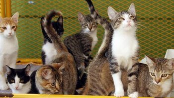 De acuerdo con el IDPYBA