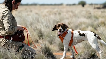 Sugar y Moss, los perros que buscan salvar a uno de los lagartos más amenazados de Australia