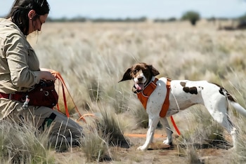 Sugar y Moss son perros que distinguen rastros que resultan casi invisibles para las personas (Rick Hammond/Zoos Victoria)