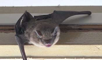 Murciélago de pelaje marrón claro cuelga boca abajo de una viga de madera. Tiene orejas puntiagudas y boca ligeramente abierta que muestra los dientes