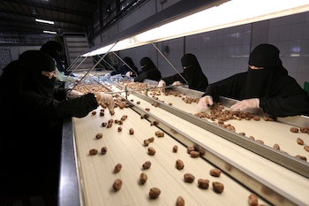 La producción de dátiles en Al-Ahsa destaca por su volumen y calidad, con millones de palmeras que sostienen la economía local y proyectan a la región como referente agrícola en Arabia Saudita (REUTERS/Ahmed Yosri)