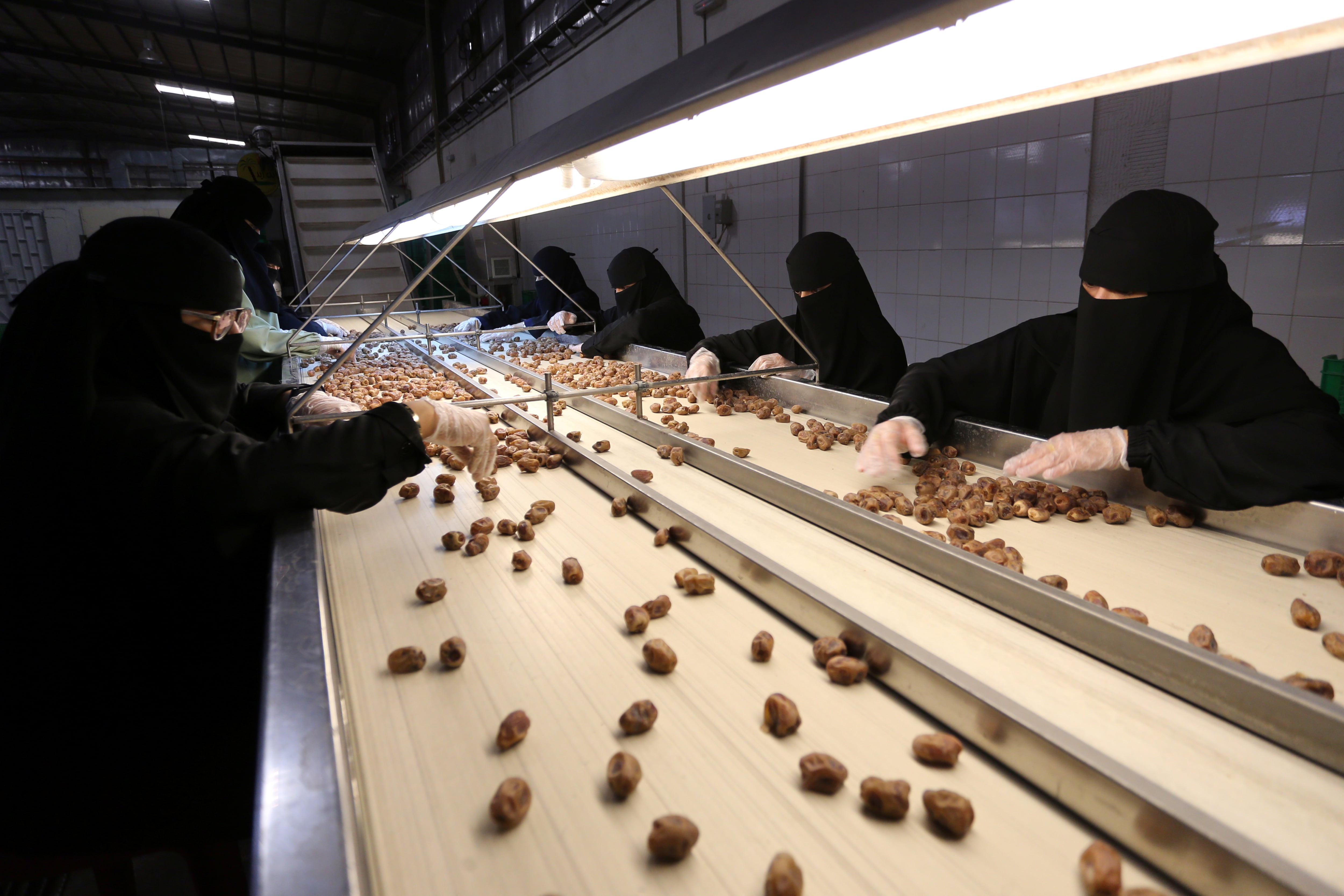 La producción de dátiles en Al-Ahsa destaca por su volumen y calidad, con millones de palmeras que sostienen la economía local y proyectan a la región como referente agrícola en Arabia Saudita (REUTERS/Ahmed Yosri)
