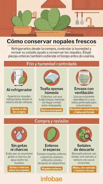 Infografía con el título Cómo conservar nopales frescos, texto explicativo e ilustraciones de refrigerador, toalla, bolsa perforada y nopal.