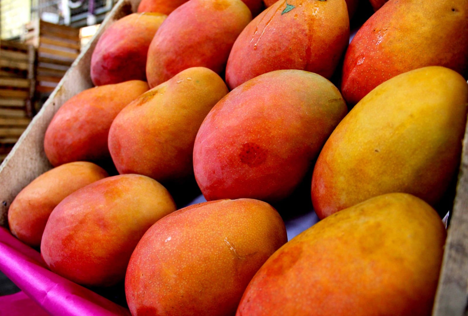 República Dominicana refuerza los controles fitosanitarios para sostener las exportaciones de mango a Estados Unidos