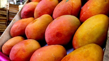 República Dominicana refuerza los controles fitosanitarios para sostener las exportaciones de mango a Estados Unidos