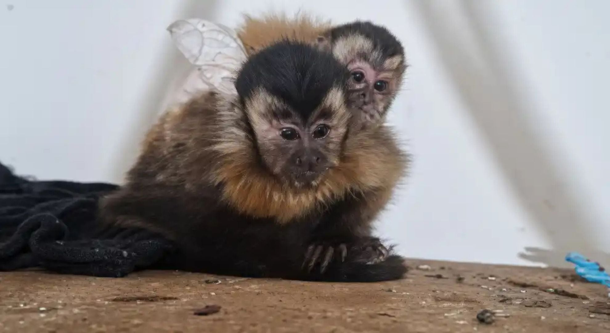 Además de los monos capuchinos, también hallaron gallos de riña (Gentileza: QZ Noticias)