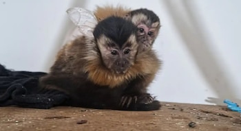 Además de los monos capuchinos, también hallaron gallos de riña (Gentileza: QZ Noticias)