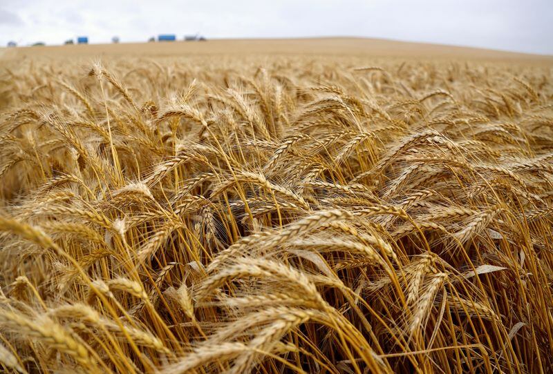 El 95% de los alimentos que se consumen en el mundo provienen de los suelos (REUTERS/David Gray)