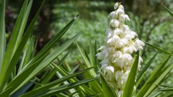 Flor de izote en El Salvador: el símbolo patrio que se sirve en cientos de hogares en todo el país