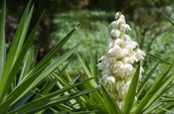 El Salvador incorporó la flor de izote a su cocina y la mantiene como flor nacional desde 1995. /(Ministerio de Cultura)