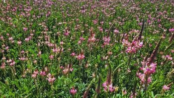 Sainfoin: el forraje que transforma
