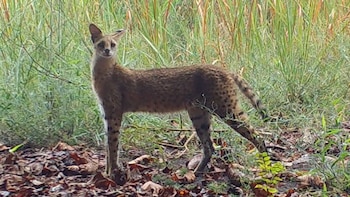 En el bosque congoleño y a tan solo 43 metros, identifican 8 especies de animales fuera de su territorio conocido