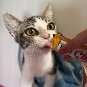 El minino viral inspiró comparaciones