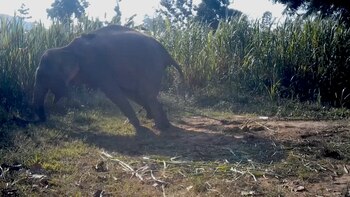 ¿Por qué los elefantes son