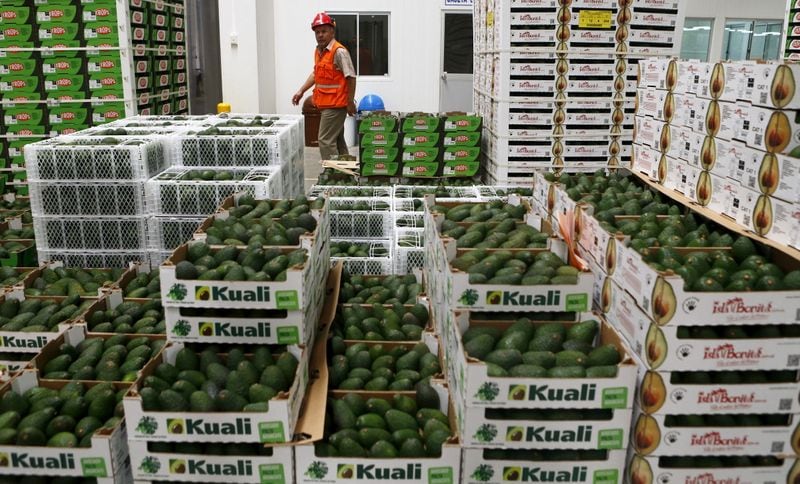 La variedad Hass lideró las exportaciones de palta y ganó peso en la canasta agroexportadora nacional junto con la variedad Fuerte.