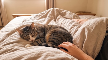 Un gato atigrado duerme acurrucado sobre sábanas claras en una cama, junto a la mano de una persona. Se observa una pared y parte de una mesita de noche.