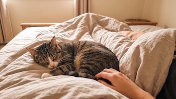 Los veterinarios coinciden en que los gatos que duermen a los pies de la cama desean tener control sobre su entorno