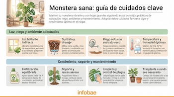 Planta Monstera en maceta en un salón. Infografía con ocho paneles. Paneles muestran: ventana, sustrato, regadera, termómetro, fertilizante, tutor, mano limpiando, macetas. Texto de cuidados. Logo Infobae.