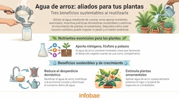 Infografía sobre el agua de arroz con ilustración de preparación, plantas, elementos NPK, regadera, grifo, tacho de basura, frasco, plato con arroz y logo Infobae.