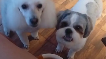 La Justicia de Misiones dictó una medida inédita que reconoce a las mascotas como parte de una “familia multiespecie”