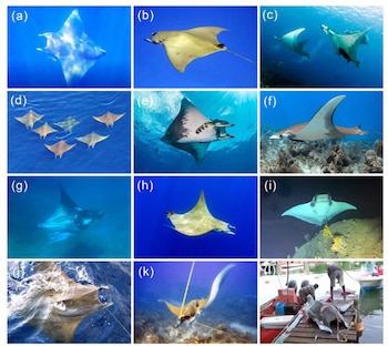 Cuadrícula con doce fotografías que muestran manta rayas nadando bajo el agua, atrapadas en redes y capturadas en un muelle