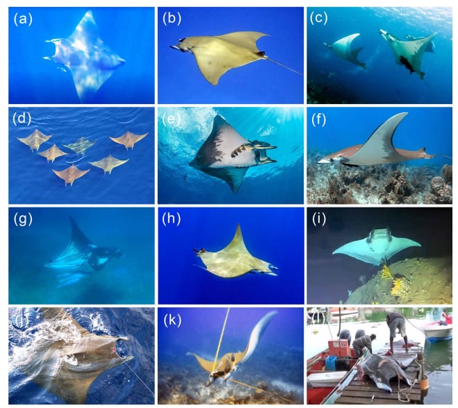 Mobula tarapacana fue la raya diablo con más registros y el estudio amplió su distribución hacia el norte hasta Massachusetts, en Estados Unidos (Gentileza, estudio Distribución de tres especies de rayas mobúlidas, publicado en Endangered Species Research)