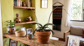 Una orquídea en maceta de barro con tallos secos sin flores se encuentra sobre una repisa de madera junto a artesanías.
