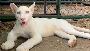 El zoológico argumenta que, al haber nacido y crecido en cautiverio, la liberación de la puma albina supondría riesgos graves para su supervivencia.