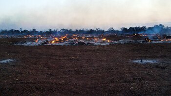 Bosques destruidos Argentina