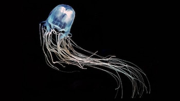 Estas medusas habitan en las