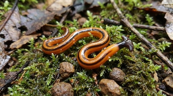 Un gusano naranja brillante con rayas negras se encuentra enroscado sobre una capa de musgo verde, con hojas secas y pequeños fragmentos de tierra.