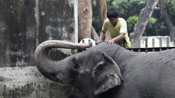 Fallece la solitaria Mali, el