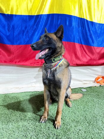 Cuatro perros rescatistas colombianos fueron condecorados en Venezuela por su labor tras los sismos- crédito Ungrd