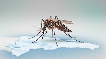 Primer plano de un mosquito Aedes aegypti posado sobre un mapa desenfocado de República Dominicana. Se observan sus patas rayadas y alas translúcidas.